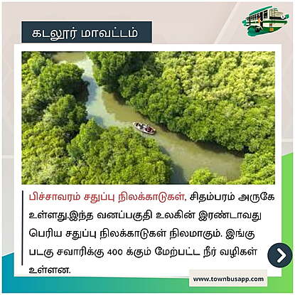 Pichavaram Mangroove Forest